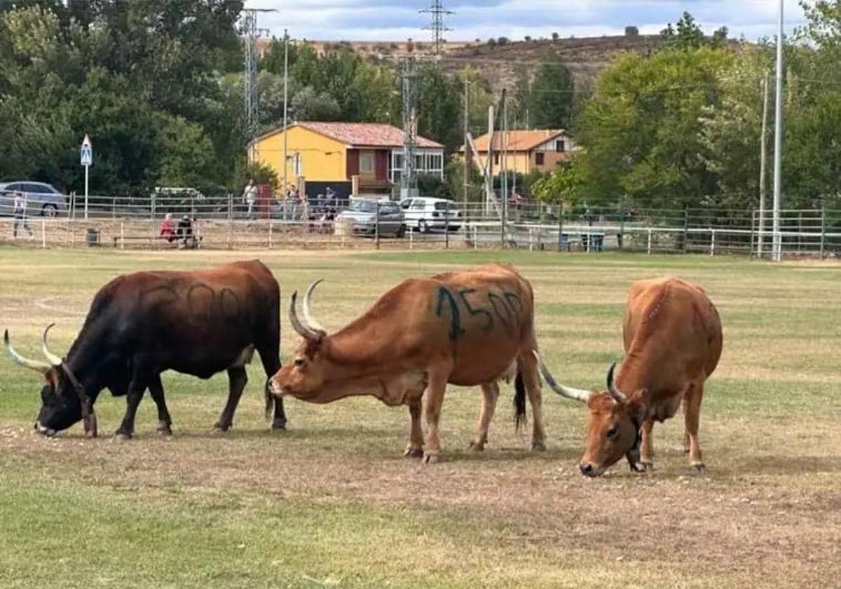 La Caca De La Vaca Que Vale 7000 Euros El Correo 0589